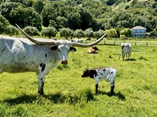 Bull calf (Frontier Boy x Jammy)