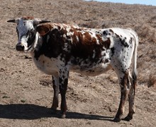 011 (Heifer x Vegas)