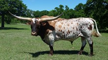 SANTEE  CHEX