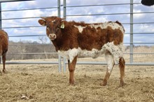 Heifer (Cowboy Ruff x HH Pacific Hopes)