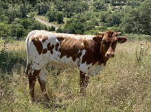 Cassie's bull calf