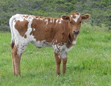 815 (Bull x Kansas Cowgirl)