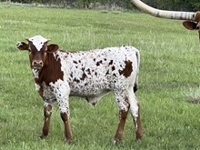 Bull calf (Santee Chex x Kelly Nellie)