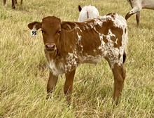 Bull Calf (Ferdinand x Tuff Lady)