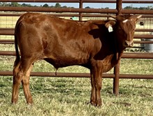 Bull calf (JHCC Voodoo x Pacific Chere)