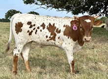 Bull calf (Santee Chex x Pacific Damsel)