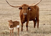 Bull calf (Pacific Dana x Cowboy Ruff)
