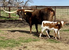 Bull calf (Santee Chex x Llano Sissie)