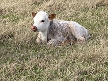 Hefier (BH Ferdinand x Rowdy's Sarah HCL)