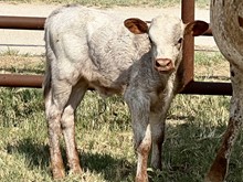 Heifer (BH Ferdinand x A&S Flash Flood)