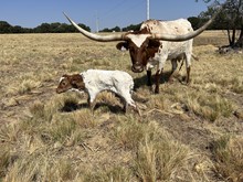Heifer (Cowboy ruff x Jasmine Van Horne)