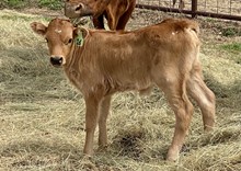 Heifer (Ferdinand x Penelope)