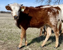 Heifer (BH Ferdinand x Red Roulette HCL)