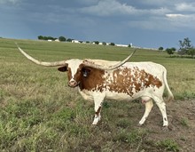SHEZA WHIP SLINGER BBR