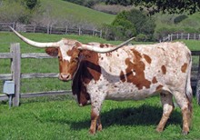 D/O Kansas Cowgirl