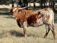 Pacific Kimba