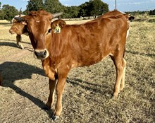 Pacific Caramel Penny