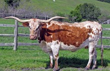 EJ Tommiegirl