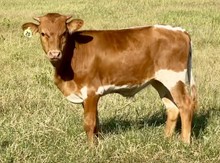 Bull calf (Pacific Dana x Cowboy Ruff)