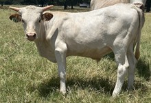 Steer (Ferdinand x Pacific Rita)