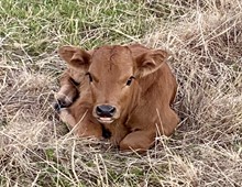 Bull Calf (Vindicator's Edge x Silver Parker)