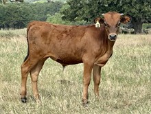 Bull Calf (Vindicator's Edge x Silver Parker)