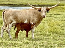 Bull calf (Voodoo x Pacific Aces Beauty)