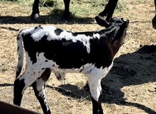 Bull calf (Frontier Boy x K.C. Amity)