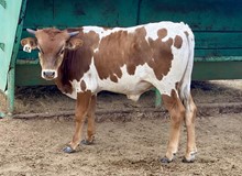 Bull Calf (JH Rural Country x CR Black Powder)