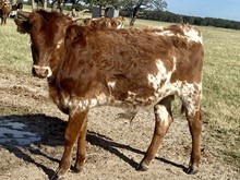 Bull Calf (Frontier Boy x THR Country Charm)