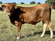 Bull calf (JHCC Voodoo x Pacific Chere)