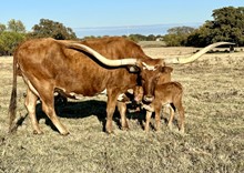 bull calf (Ferdinand x Cowboy Comfort)