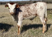 Bull Calf (BH Ferdinand x Jasmine Van Horne)