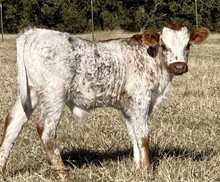 Bull Calf (BH Ferdinand x Jasmine Van Horne)