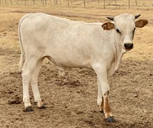 Bull Calf (Cowboy Ruff x Texana Ivory)