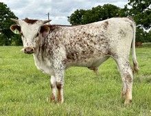 Bull Calf (BH Ferdinand x Jasmine Van Horne)