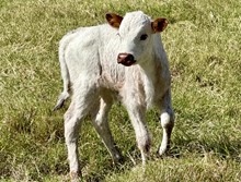 Bull calf (Ferdinand x Pacific Katalina)