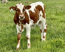 Bull calf (Santee Chex x Llano Sissie)