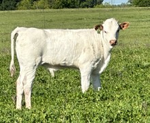 Bull calf (KDK Wildfire x Lucky Ducky)