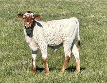 Bull Calf (Ferdinand x Maxine)