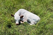 Bull calf (BH Ferdinand x JHCC Miss Rockette