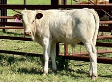 Bull calf (BH Ferdinand x JHCC Miss Rockette
