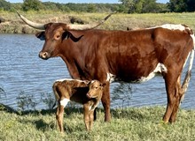 bull calf (Voodoo x Pacific Penny Sue)