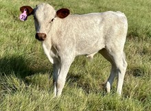 Bull calf (BH Ferdinand x JHCC Miss Rockette
