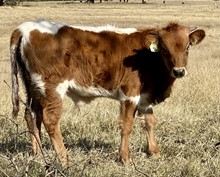 Bull Calf (Cowboy Ruff x Rowdys first classic )