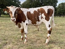 Bull calf (Santee Chex x Llano Sissie)