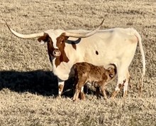 Bull calf (Voodoo x Sassy and Cash)