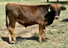 Bull Calf (Vindicator's Edge x Silver Parker)