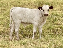 Bull Calf (Ferdinand x Tipsy)