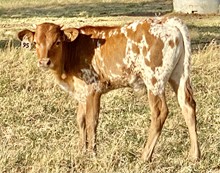 Bull Calf (Ferdinand x Tuff Lady)